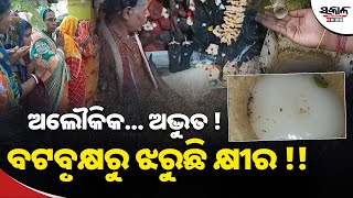 ଅଲୌକିକ... ଅଦ୍ଭୁତ !...ବଟବୃକ୍ଷରୁ ଝରୁଛି କ୍ଷୀର !! ଚାଲିଛି ପୂଜାର୍ଚ୍ଚନା, ଶଙ୍ଖ ଓ ହୁଳହୁଳିରେ କମ୍ପୁଛି ପରିବେଶ