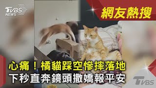 心痛！橘貓踩空慘摔落地　下秒直奔鏡頭撒嬌報平安｜TVBS新聞｜網友熱搜