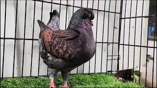 World Most Beautiful Fancy Pigeon | Hajji Mosa King | The King Of Pigeon | Kabootar #fancypigeon (1)