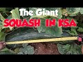 THE GIANT SQUASH IN KSA