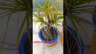 ponytail palm plant (beaucarnea recuratu ) #shorts