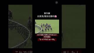 【番外編】一口馬主出資馬！レッドセニョール！#競馬 #競馬予想