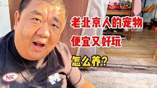 老北京人的鸣虫宠物，便宜又好玩，怎么养才能养好呢？#鸣虫 #文玩 #葫芦