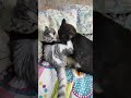 respect shorts video funnycat​ cat​ cats​ funnyanimals animals