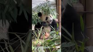 这也太可爱了吧，星星是多么的喜欢将自己埋在竹子里啊！ #panda #大熊貓