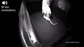 Watch Rats Laugh As Scientists Tickle Them