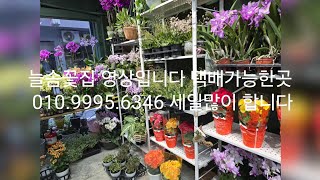 늘솜꽃집 영상입니다 택배가능한곳 010.9995.6346 오늘왕창세일 들어갔어요