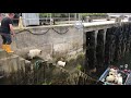 Smart Sheep Board Boat to Leave Scalpay Island, Scotland