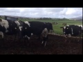 25 Jersey/NZ FR/FR In Calf Cows & Heifers