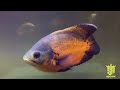 15 most popular types of oscar fish complete with price updates and care tips