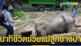 ลุ้นระทึก นาทีชีวิตช่วยแม่ลูกช้างป่าตกท่อระบายน้ำในรีสอร์ตพื้นที่ใกล้เขาใหญ่|TopNewsทั่วไทย|TOP NEWS