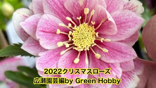 2022クリスマスローズ広瀬園芸編by Green Hobby