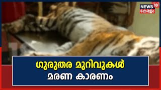 Kerala News | Wayand Vakeriലെ ജനവാസ കേന്ദ്രത്തിൽ പരിക്കേറ്റ നിലയിൽ കണ്ട കടുവ ചത്തു  | Tiger