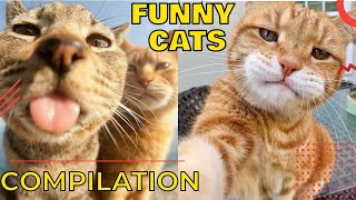 Funny cat fails try not to laugh 🐱 Funny cats compilation best of the 2024