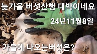 가을철 버섯산행 가을에 나오는버섯은? #버섯 #버섯산행 #가을 #가지버섯 #송이버섯 #송이버섯산행 #송이산행 #송이 #능이버섯 #능이버섯산행 #능이산행 #귀촌생활 #귀촌 #전원일기