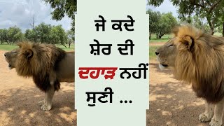 LION roaring live | ਸ਼ੇਰ ਦੀ ਦਹਾੜ | PI tv