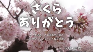 桜、春の陽気、満開、曇り空、太陽の輝きが欲しいところ【撮影日時】2022-03-30 06:54