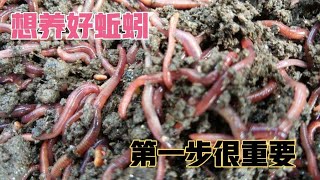 钓鱼人想要养好蚯蚓，细节很重要，多数钓友第一步就弄错了！