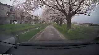 20200328見沼の桜