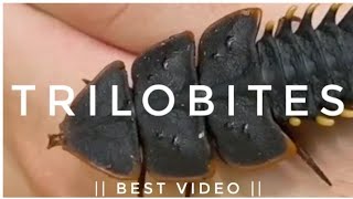 Black Trilobite 😮😍🥰🤔😊....     | Best video for you...      #youtubeshorts #trilobite #earthio