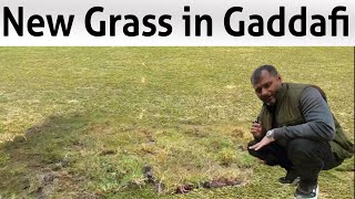 Gaddafi Stadium Grass Import For Ground