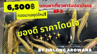 6,500 พี่ว่าไง! #ปลามังกร #ทองมาเลย์ กว่า200 ตัว แถม #Arowana farm visit พาเที่ยว #ฟาร์มปลามังกร🇲🇾