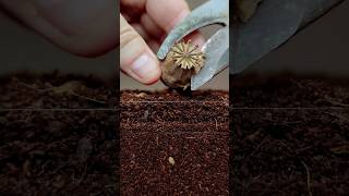 Growing Poppy Plant from Seeds - Soil cross section #greentimelapse #gtl #timelapse