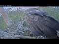 15.05.2024 Камычи. Чулман загораживает вид и кормит с Камой 🦅 kamychi. chulman blocks the view.