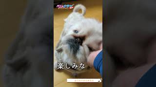 s393『おでかけのためなら』【ベリとナチャ ほっこりペキニーズ】【#ペキニーズ #癒し #犬】