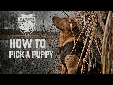 How To Pick Out A Puppy | Mossy Oak Kennels How To Pick Out A Puppy | Mossy Oak Kennels