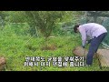 태풍링링으로 쓰러진 자두나무 세워서 살리기