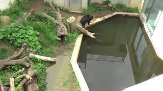 180707 95 日立かみね動物園：資料施設14 37:38 クマ牢屋