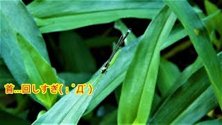 【イトトンボ】アオモンイトトンボ(オス)Aomon'itotonbo：Ischnura senegalensis(male) - Japan