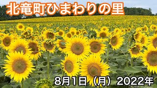 北竜町ひまわりの里・開花状況：8月1日（月）2022年