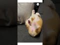 ワンコの前でオナラをすると…｜peco コーギー 子犬 愛犬家 コーギーのいる暮らし コーギー大好き corgi puppy doglover corgilife