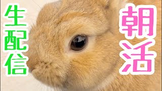 ウサギさんと朝を一緒に過ごしませんか🐰☀️【うさぎのういちゃん生放送】