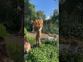 Harvesting yarrow at the flower farm! #cutflowers #garden