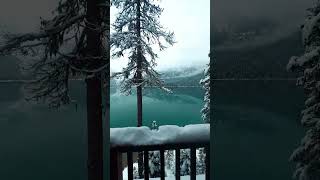Winter Wonderland 🥶🤩| Winter Vibes  #travel #canada #shortvideoviral  #trending #explore #fypシ #fyp