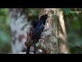 greater racket tailed drongo calling nature web