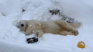 雪の中で横になるホッキョクグマのデナリ　polarbear　Denali　円山動物園　2020.2.17