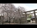 京都･山科 桜の頃 大石神社 Ōishi jinja shrine with cherry blossoms kyoto 2013 04