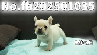 フレンチブルドッグの子犬販売 No.fb202501035 静岡県浜松市のブリーダー 2025年1月3日生  2月13日現在