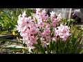 hyacinths the meaning of plants