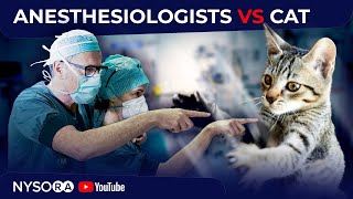 2 Anesthesiologists VS 1 Cat - Crash course with Dr. Hadzic