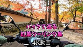 【4K動画】バイクで巡る紅葉ツーリング集