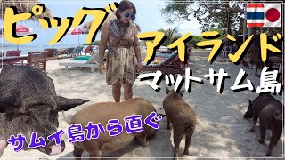 【タイ旅行 サムイ島】マットサム島 (Koh Mat Sum)ブタ達の楽園 サムイ島からすぐ行ける เกาะมัตสุม สวรรค์ที่หมูอาศัยอยู่ใกล้สมุย