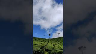 Vagamon ! Beauty of Kerala #Travel #Nature #Viral #Shorts