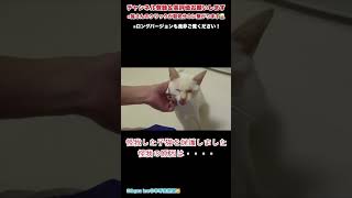 【岩手発】怪我して保護した子猫の続報　原因は・・・【保護猫】　#shorts  #保護猫　#子猫　#岩手