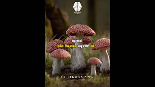 මරණීය විෂ සහිත හතු ගැන දන්නවද? 🍄☠️ top 8 poisoned #mushrooms  #sinhala #facts #shorts