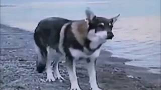 용감한 호보 (1981년 방영당시 TV원곡) The Littlest Hobo